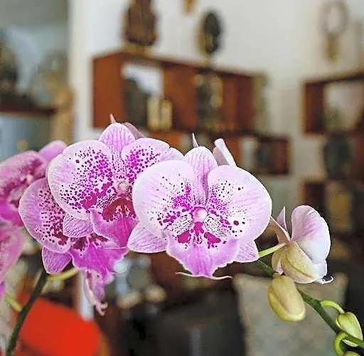 Residence Lena Bali Seminyak (Bali)